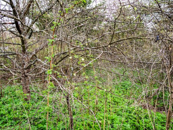 Underbrush Clearing in Merrillville
