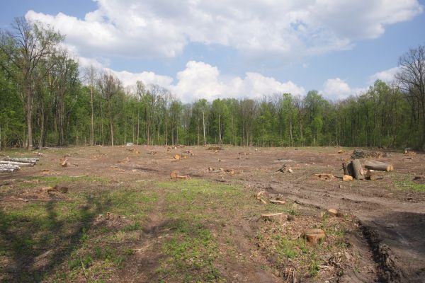 Pasture Clearing in Merrillville