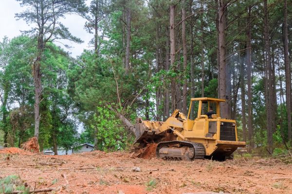 Forest Thinning in Merrillville