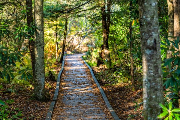 Cost of Trail Clearing in Merrillville